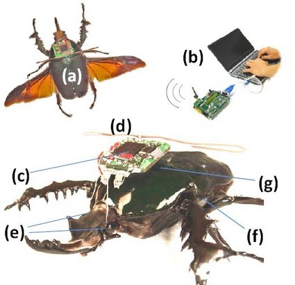 Coleotteri cyborg prendono letteralmente il volo!