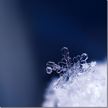 80 Fotografie Macro davvero straordinarie