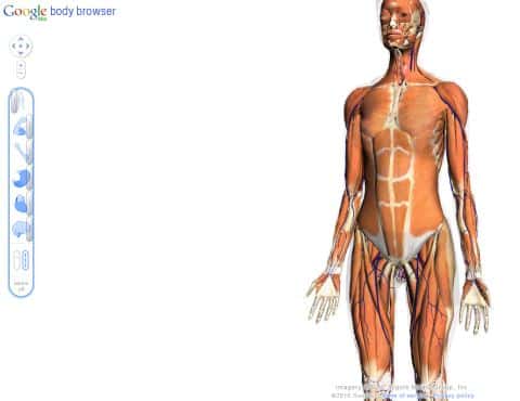Google Body Browser – Esplorazione del corpo umano Google Body Browser – Esplorazione del corpo umano