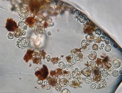 Batterio di 34.000 anni ritrovato all'interno di bolle di sale