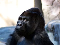 Il gorilla che cammina in piedi come un uomo
