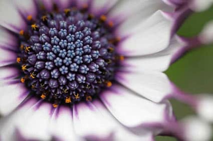 Favolose ed incantevoli foto di fiori - macro