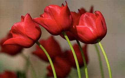 Favolose ed incantevoli foto di fiori - Foto fiori tulipani rossi