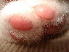 Jimmy il gatto OK che saluta alzando il pollice, video